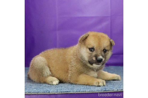 成約済の愛知県の柴犬-329242の3枚目